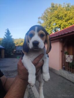 Beagle bigl bigel