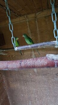 Baraband, papagaj nadherný