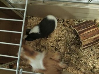 Predám morské prasiatka