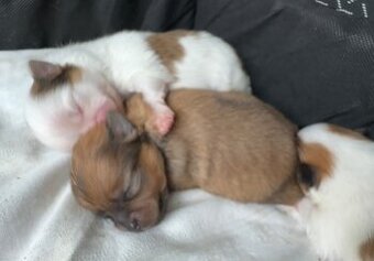 Pomeranian s PP ( FCI) -