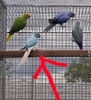 Alexander malý opaline HCH 03/24