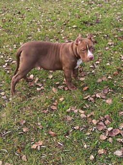 American bully