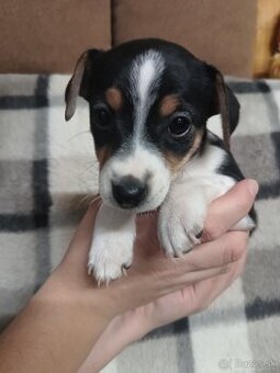 Jack Russell teriér