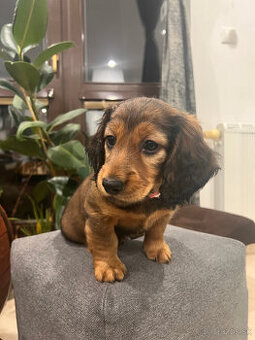 Jazvečík dlhosrstý