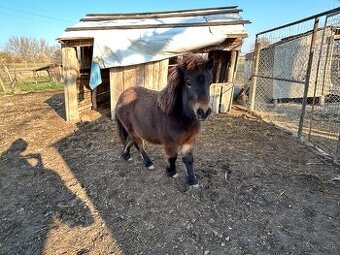 Predám poníka
