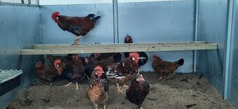 Vlaška Porcelánová nasadove vajcia