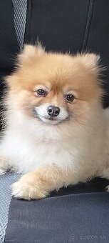 Pomerian