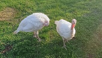 Morky 14 týždňové 2 ks 10 kg cca