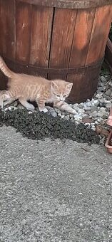 Darujem mačku a mačiatka.