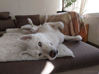 Sibírsky Husky na krytie