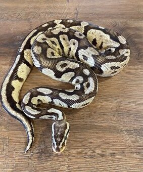 Python Regius/Pytón Královský/Krajta