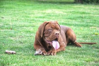 Dogue de Bordeaux, Bordeauxska doga, Bordo doga