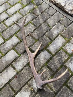 Jelenie zhody/parohy 55cm