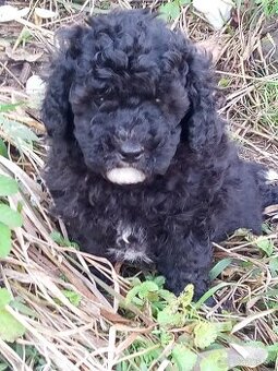 Pudel dvojfarebný psík