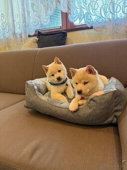 Shiba inu