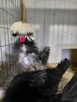 Holandanka