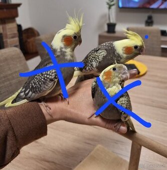 Predám krotke korely - 1