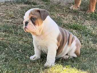 Anglicky Bulldog-fenka - 1