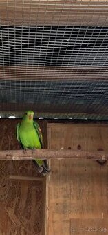 Papagáj Červenokrídly