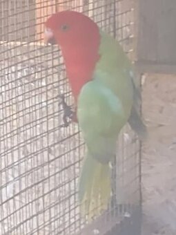 Papagáj Královský žltý predaj