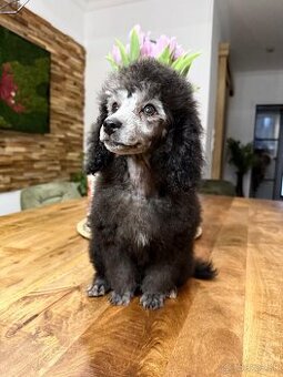 pudel,pudlík,pudlíček