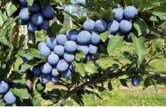 PREDÁM SLIVKOVÝ LEKVÁR 2025