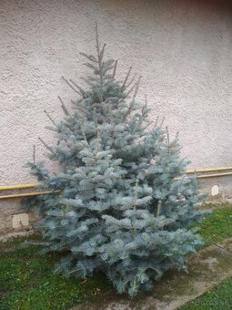 Vianočný stromček