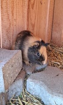 Morča , morské prasiatko, prasiatka