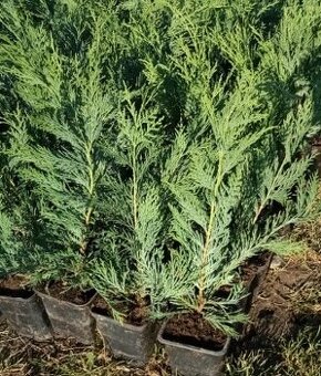 Cyprusovec leylandsky výška 50-55 cm, cena 3 €/ks
