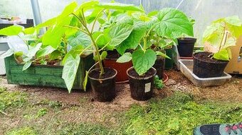 Sadenica rýchlorastúceho stromu Paulownia hybrid 9501