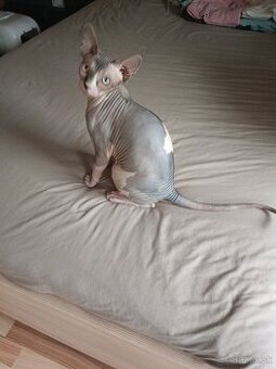 Kanadsky sphynx