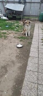 Ponúkám do dobrých rúk(škótský ovčiak)