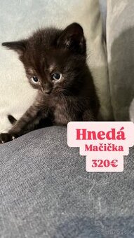 •BRITSKÉ MAČIATKA •