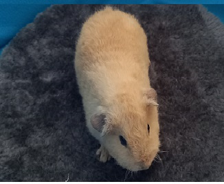 Morské prasiatka US Teddy