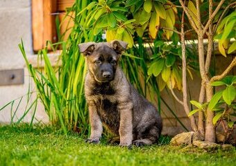 Východoeurópsky ovčiak, Nemecký ovčiak, Biely švajčiarsky ov
