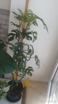 Rhaphidophora tetrasperma (Monstera Minima)