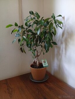 Predám Bonsai Ficus Ginseng