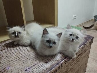 RAGDOLL