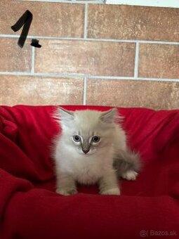 RAGDOLL