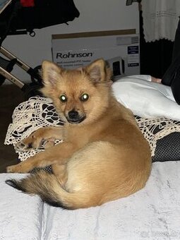 Trpaslíci špic pomerian