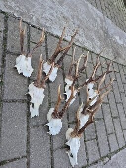 Trofej trofeje paroh parohy parozie zhody