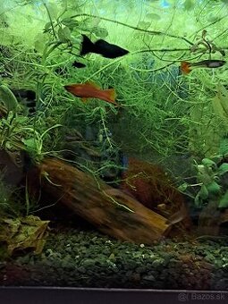 Plávajúce rastliny a mach - 1