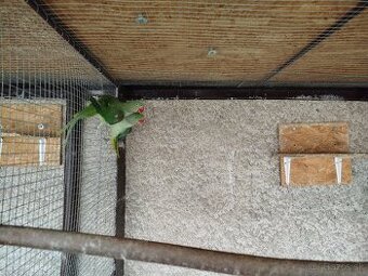 Predám Alexander veľký.