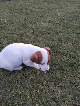 Predám šteňatá Jack Russel  Terier