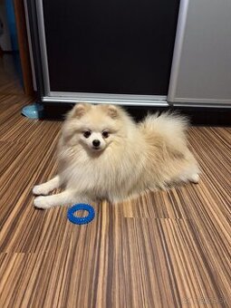 Pomeranian s PP, EU Pas, FCI