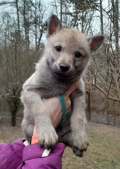 Československý vlčiak/vlčák s PP