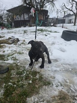 American bully Štandard