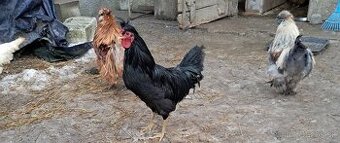 Kohut hodvabnička, Leghorn, kosovsky kokrhac