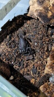 Škorpión na chov do terária Heterometrus petersii