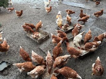 Vysokoznáškové nosnice / mládky